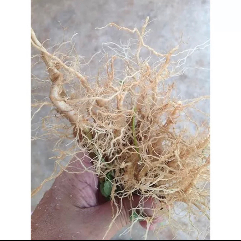 รากตำแยแมวสด 20ราก30บาท แถม5ยิ่งซื้อยิ่งแถม#แม่ค้าทาสแมว