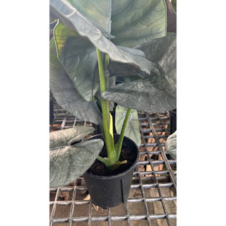 Alocasia reginae Elaine เป็นพันธุ์ของAlocasia reginae Elaine