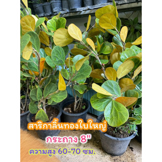 ✅มาใหม่✅สาริกาลิ้นทองใบใหญ่ ไซส์กระถาง 8"สูง 60-70ซม.