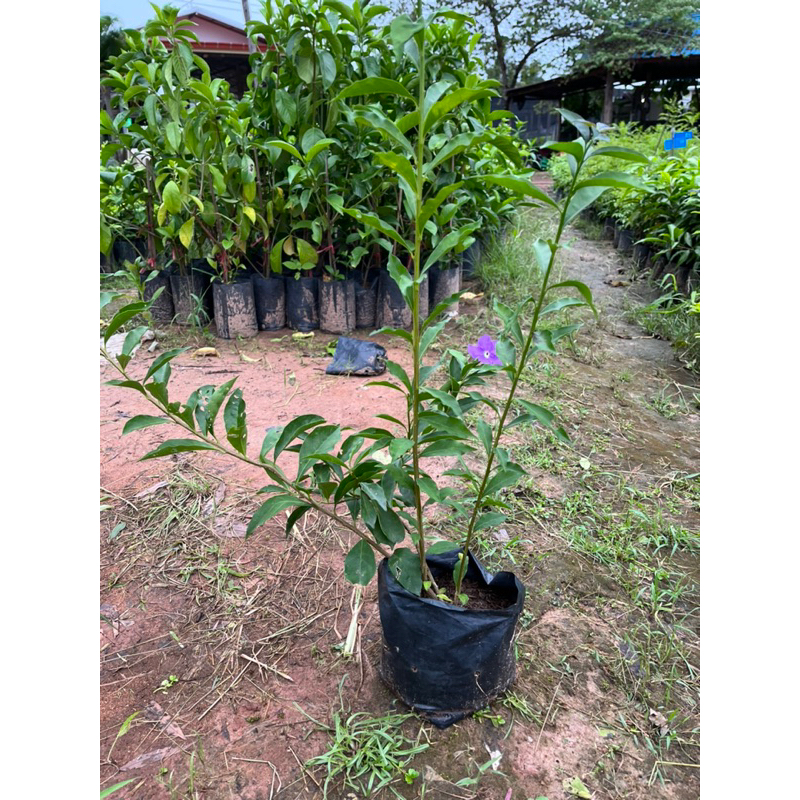 (พร้อมส่ง )ต้นพุดสามสี