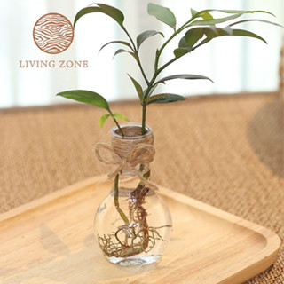 Living Zone แจกันพลาสติกใส PET แจกันต้นไม้ ตกแต่งบ้าน ที่ทำงาน ไม่รวมต้นไม้ 🌻มี 2แบบ🌻