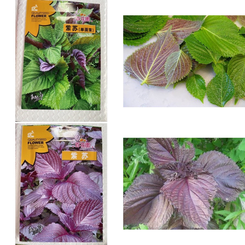 ใบงาแดง - เขียว เกาหลี ( ชิโสะ ) ( Shiso Korean Sesame Seed ) บรรจุ 200 เมล็ด