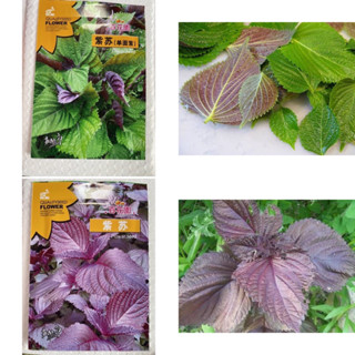 ใบงาแดง - เขียว เกาหลี ( ชิโสะ ) ( Shiso Korean Sesame Seed ) บรรจุ 200 เมล็ด