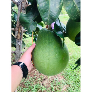 ส้มโอทับทิมสยาม 🍐 สดๆจากสวน🌱🌱