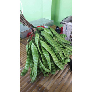 สะตอษักใต้ส่งจากนครศรีธรรมราช