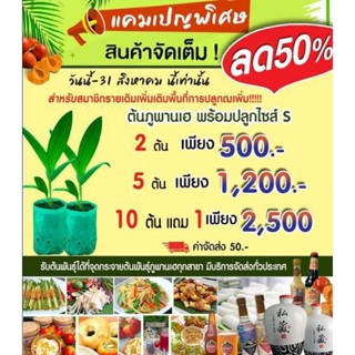 ต้นภูพานเฮ 5 ต้น 1200 บาท