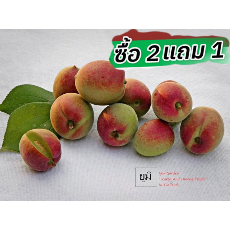 บ๊วยยูมิ หรือแอปริคอทญี่ปุ่น🍊🪴กล้าละ 200-  ซื้อ 2 แถม1 ต้อนรับหน้าฝน☔️ ( กล้าเพาะเมล็ด/ สูงประมาณ40-50 ซม.)