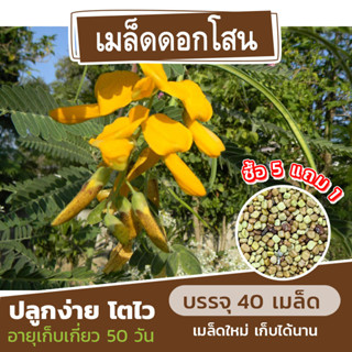 เมล็ดดอกโสน ดอกใหญ่ แบ่งขาย 40 เมล็ด (ซื้อ 5 แถม 1) คละชนิดได้