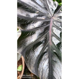 Colocasia Black Lava