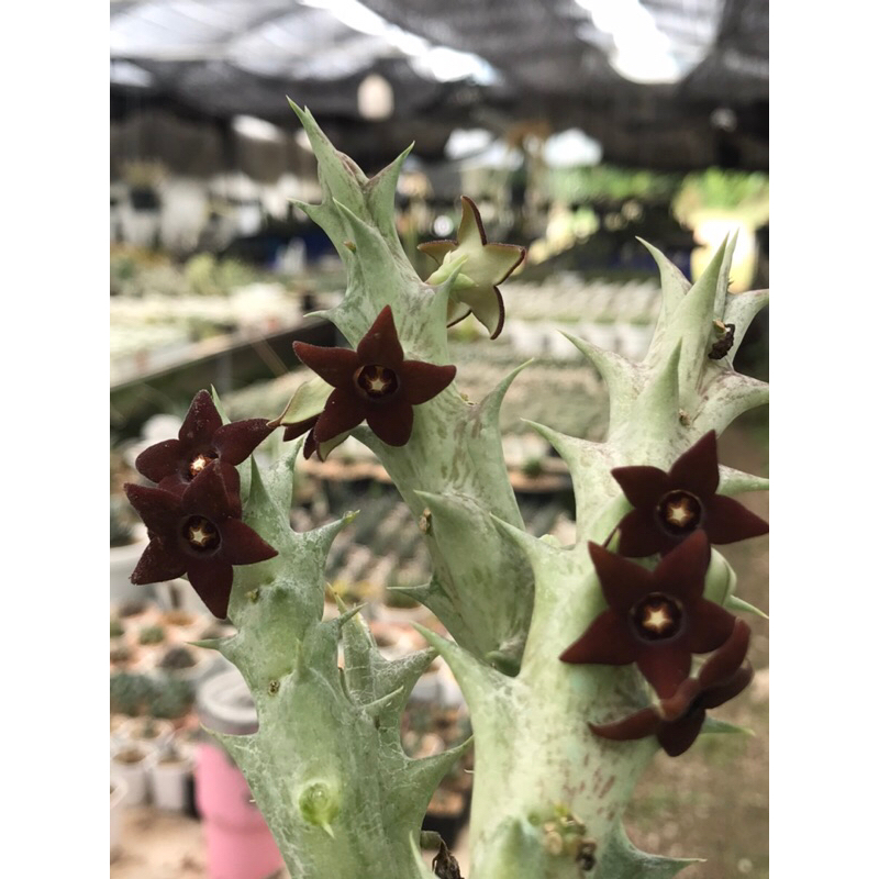 หน่อเด็ดสดเก๋งจีนดอกปลาดาวน้ำตาลแดง Orbea Decaisneana