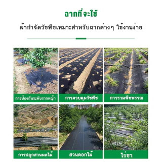 (หนาขึ้น) พลาสติกคลุมดิน ผ้าคลุมหญ้า พลาสติกคลุมวัชพืช กำจัดวัชพืช ผ้าคลุมวัชพืช พลาสติกเกรดส่งออก ผสมUV ฆ่าหญ้า 1×100
