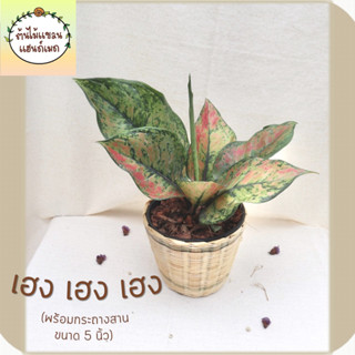 🎋เฮง เฮง เฮง (Aglaonema ‘Heng Heng Heng’) ต้นไม้มงคล พร้อมกระถางสานไม้ไผ่ ขนาด 5 นิ้ว ช่วยฟอกอากาศ ดูดสารพิษ