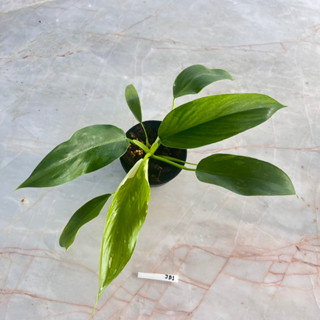 Philodendron Jose Buono ไม้เนื้อเยื่อ เลือกต้นได้