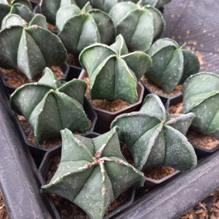 แคคตัส แอสโตรไฟตั้ม ไมริโอ้ สติ๊กมา (Astrophytum Myriostigma) ในกระถาง 2 นิ้ว 🚛ส่งทั้งกระถาง