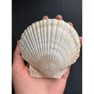 หอยเชลล์ขาวตัวใหญ่ gaint white scallop shell 10-12cm