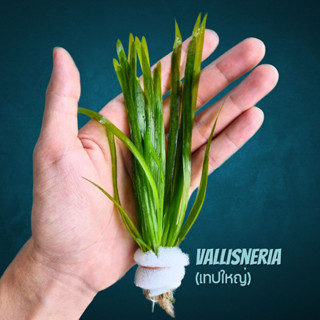 เทปใหญ่ ใบน้ำ ไม่หลังตู้ ไม้ต้องการ co2 – VALLISNERIA ต้นไม้น้ำ