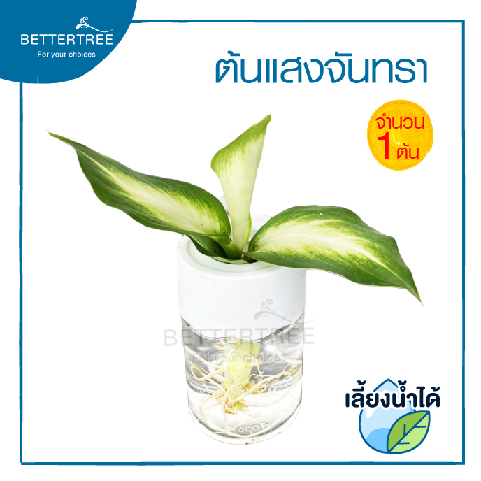 แสงจันทรา(จำนวน 1 ต้น) สามารถเลี้ยงน้ำได้ ต้นไม้ฟอกอากาศ