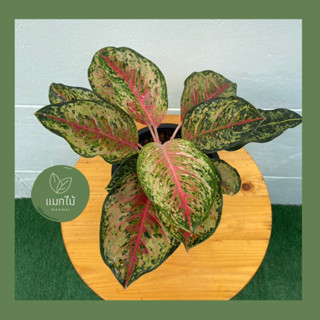 🌿 สิบกะรัต ❥🌿 ไม้หายาก ไม้มงคลในตระกูล “อโกลนีมา (Aglaonema)” ควรค่าแก่การสะสม กระถางขนาด 7.5 นิ้ว