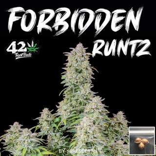 เมล็ดกัญชา Forbidden Runtz บีดไทย เมล็ดพันธุ์กัญชา สายพันธุ์แท้ พร้อมส่ง ราคาต่อ 1 เมล็ด ไม่งอก เคลมฟรี 1 ครั้ง