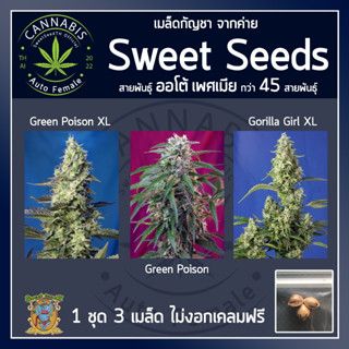 [ AUTO คัดเพศเมีย] เมล็ดกัญชา เมล็ดพันธุ์กัญชา Green Poison, XL,Gorilar Girlบรีดไทย เคลมฟรี กรณีไม่งอก ราคา ต่อ 1 เมล็ด