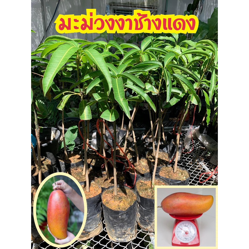 #ต้นมะม่วงงาช้างแดง ( ถุง4คูณ 10 นิ้ว สูง60 เซน ต้นใหญ่ )ต้นเสียบยอดแท้100%‼️ 1ปีให้ผลผลิตผล