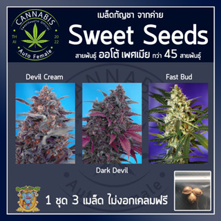 [ AUTO ♀️ คัดเพศเมีย] ชุดละ 3 เมล็ด เมล็ดกัญชา เมล็ดพันธุ์กัญชาDevil Cream, Dark Devil, Fast Bud บรีดไทย เคลมฟรี