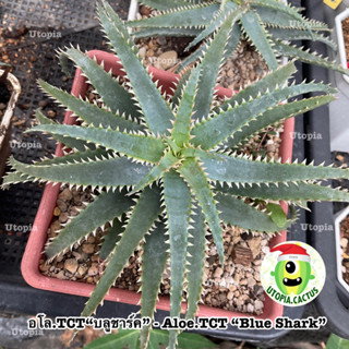 อโล.TCT“บลูชาร์ค” - Aloe.TCT “Blue Shark”