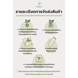 ต้นโกสนพันธุ์ สายสร้อยทองคำ ไซส์สูง 15-20 เซนติเมตร ซื้อ 10 แถม 1 (จัดส่งแบบถอดกระถาง+รับประกันสินค้า)