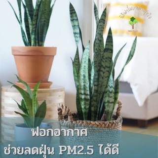 ต้นลิ้นมังกร (SNACK PLANT) ไม้ฟอกอากาศ ฟอกอากาศลดฝุ่นได้ดี