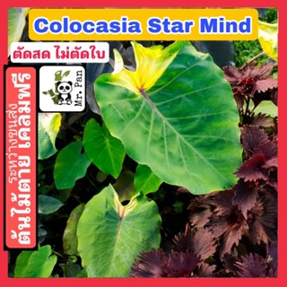 Colocasia Star Mind ตัดสด ไม่ตัดใบ โคโลตาเซีย สตาร์มาย