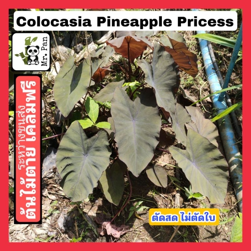 Colocasia Pineapple Princess ตัดสด ไม่ตัดใบ โคโลคาเซีย เจ้าหญิงสับปะรด