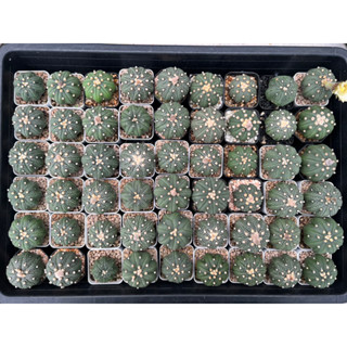 แอสโตร แอสโตรนูดัม แอสโตรลุ้นวี แอสโตร แอสโตรไฟตั้ม astro แคคตัสราคาถูก แคคตัส cactus กระบองเพชรขนาด 4-5 ส่งแบบถอดกระถาง