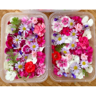 ดอกไม้กินได้ออร์แกนิก 100-120 ดอก 🌸 แต่งจาน แต่งเค้ก 🌸 ตัดสด ส่งตรงจากฟาร์มมาตรฐาน GAP