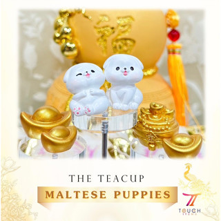 The teacup MALTESE PUPPIES | ลูกสุนัขมอลทีส สุนัขพันธุ์เล็กแสนซน อารมณ์ดี มีท่วงท่าสง่างาม | 1 คู่ 2 รายการครับ