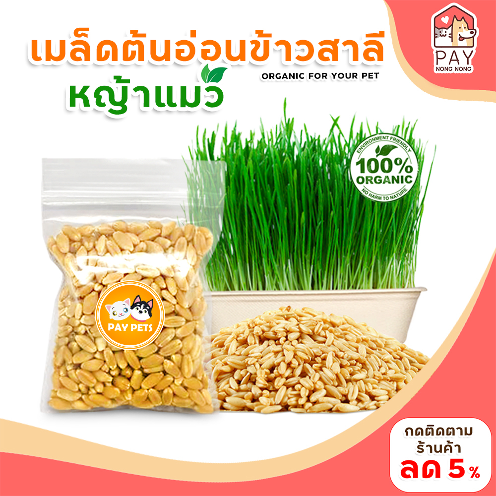 เมล็ดหญ้าแมวปลอดสาร เมล็ดข้าวสาลีคุณภาพดีคัดเกรด ปลูกง่าย โตไว หญ้าแมวเพื่อสุขภาพแมว