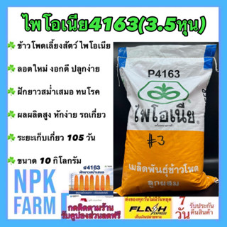ข้าวโพดเลี้ยงสัตว์ P 4163 เม็ดกลมกลาง 3.5 หุน ขนาด 10 กิโลกรัม ไพโอเนีย ลอตใหม่ หมดอายุ 31/03/2024 สีได้เมล็ดมากกว่า