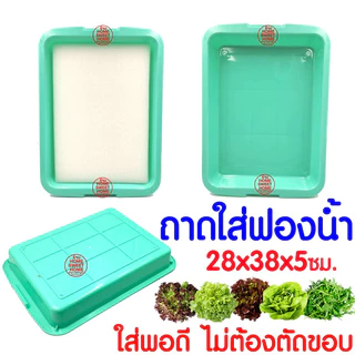 *โค้ดส่งฟรี* ถาดใส่ฟองน้ำเพาะเมล็ด ถาดเพาะเมล็ดไม่มีรู *เขียว* ถาดเพาะกล้า ปลูกผักไฮโดรโปนิกส์ ถาดเพราะ ฟองน้ำ Clearance