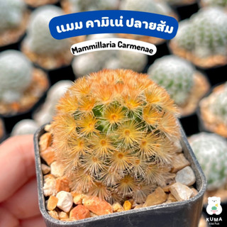 🧡 แมมมิลลาเรีย คามิเน่ หนามสีส้ม 🌵 Mammillaria Carmenae 🔆 แคคตัส  กระบองเพชร