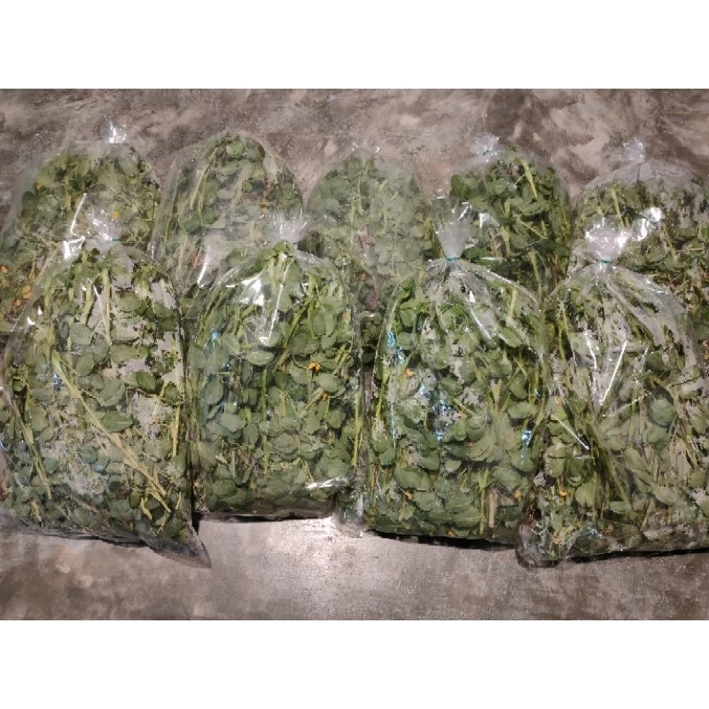 ถั่วบราซิล กิ่งละ 1 บาท ขั้นต่ำ 50 กิ่ง ได้ 60 กิ่ง ส่งวันถัดไปหลังจากชำระเงิน ตัดแบ่งได้2-3ท่อน thumbnail 4