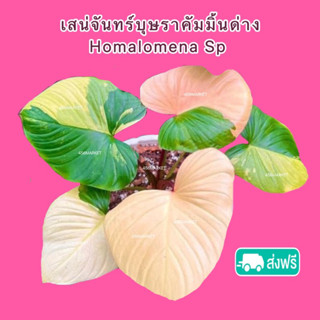 ด่วน‼️เสน่ห์จันทร์บุษราคัม (สุดแรร์) Homalomena sp. มีจำนวนจำกัด 💚