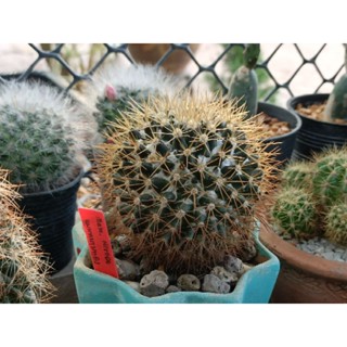 นิโวซ่า mammillaria nivosa