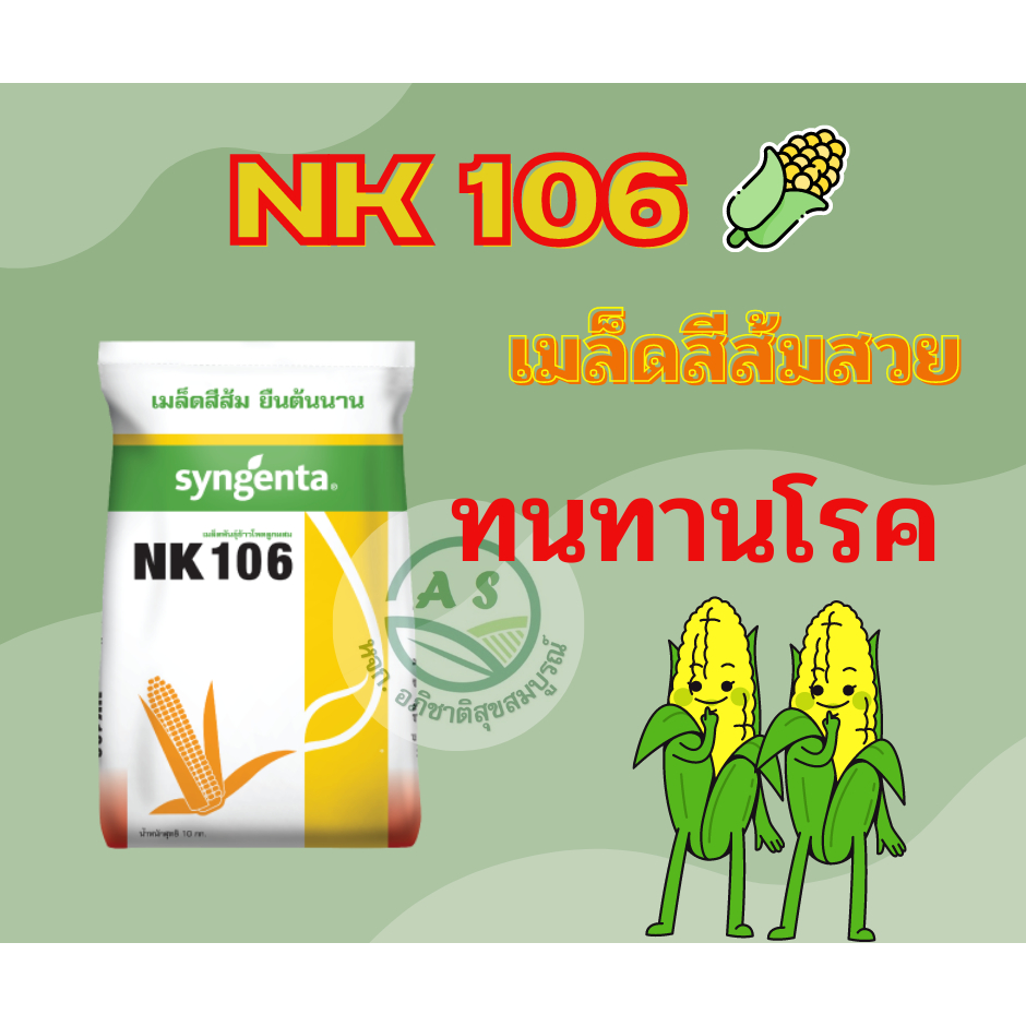 เมล็ดพันธุ์ข้าวโพด NK106 เมล็ดสีส้มสวย ทนทานโรค ขนาดบรรจุ 10 กิโลกรัม ผลผลิตสูง ฝักใหญ่ แกนเล็ก