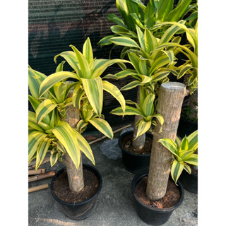 ต้นวาสนาอธิษฐาน ต้นวาสนา กระถาง 7นิ้ว  60cm( Dracaena fragrans (L.) Ker Gawl.3ตอ