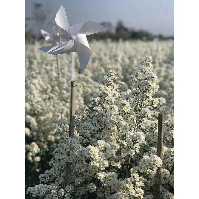 ต้นพันธุ์ดอกคัตเตอร์สีขาว White Cutter Aster ถุงดำ 39 บาท ดอกไม้กินได้ Edible flower แต่งหน้าเค้กสวยๆ