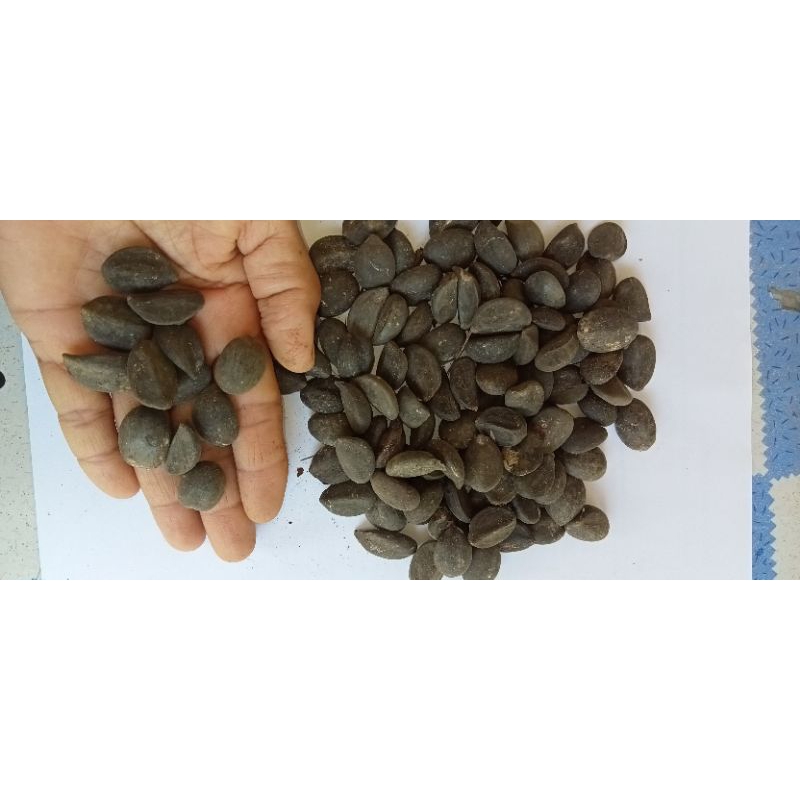 ต้นลูกชิดขนมหวานขาย4ต้น50บาท - รูปที่ 4