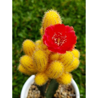 ไม้กราฟข้าวโพดด่าง echinopsis chamaecereus lutea grating