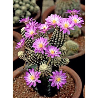 ไม้กราฟแมมเทเรเซ่ mammillaria theresae grating