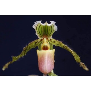 Paph.Kolopakingii 6203 x Paph.glaucophyllum ขนาดที่ขายเป็นกระถาง 2 นิ้ว