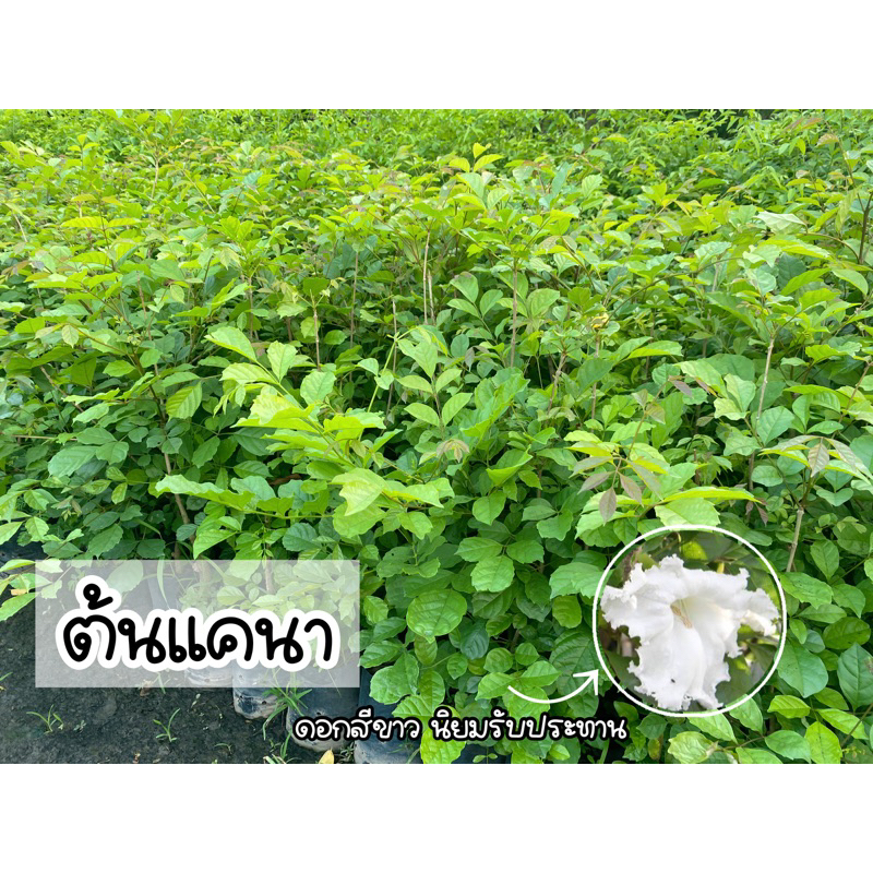 ต้นแคนา ดอกสีขาว สูง50-60ซม.สมุนไพร ไม้มงคล