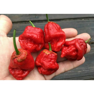 เมล็ดพันธุ์พริก เซเว่น พอท บับเบิ้ลกัม เรด (7 Pot Bubblegum Red Hot Pepper Seed) บรรจุ 15 เมล็ด ของแท้ นำเข้าจากต่างประ